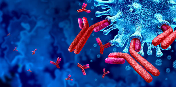 Antibody  Immune System Antibody immune system and Immunoglobulin concept as antibodies attacking contagious virus cells and pathogens as a 3D illustration. antibiotic resistant photos stock pictures, royalty-free photos & images