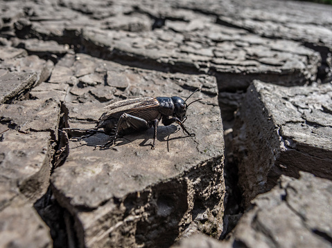 Big black cricket on the dry ripped soil. Lack of water and environment problems concept. Focus on cricket