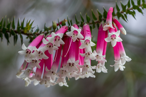 Australian Fushia Heath in flower