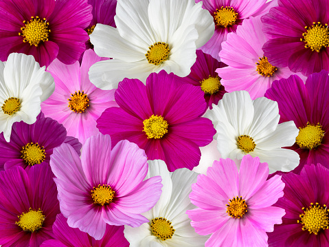 Floral background from multicolored flowers. Cosmos