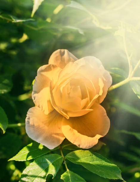 istock Pretty open yellow rose in sun 1272365059