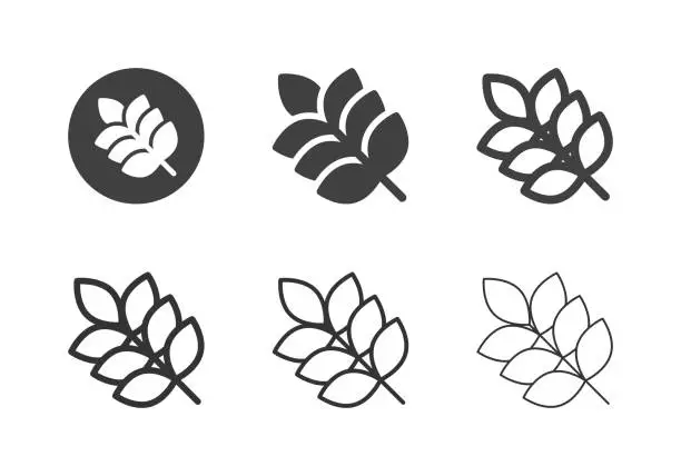 Vector illustration of Rice Plant Icons - Multi Series