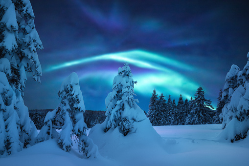 Snowcapped pine trees under the beautiful night sky with colorful aurora borealis.