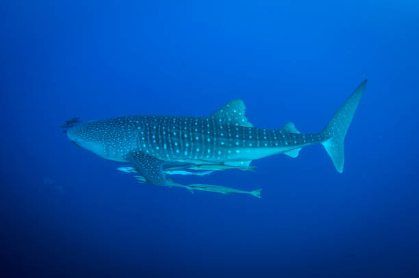 istock Whale shark swimming 1272367238
