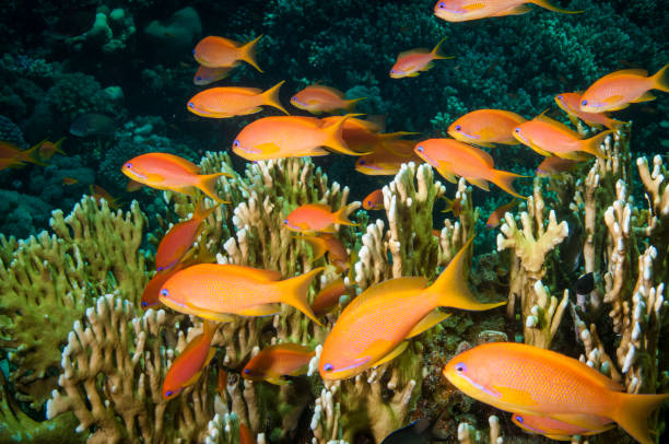 istock Anthia fish swimming in the Red Sea 1272367305
