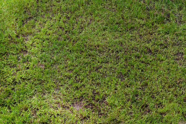 istock green summer lawn in the garden 1272368093