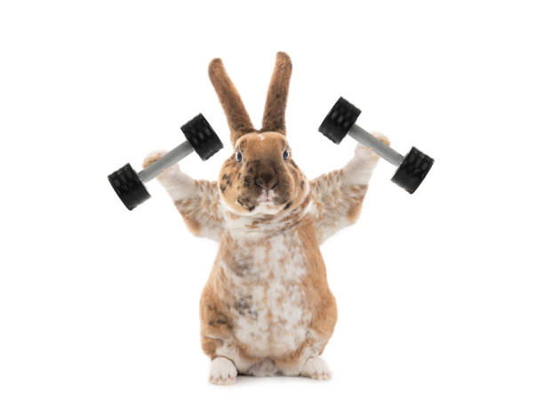 Bunny With Dumbbells Isolated On A White Background Stock Photo - Download  Image Now - iStock