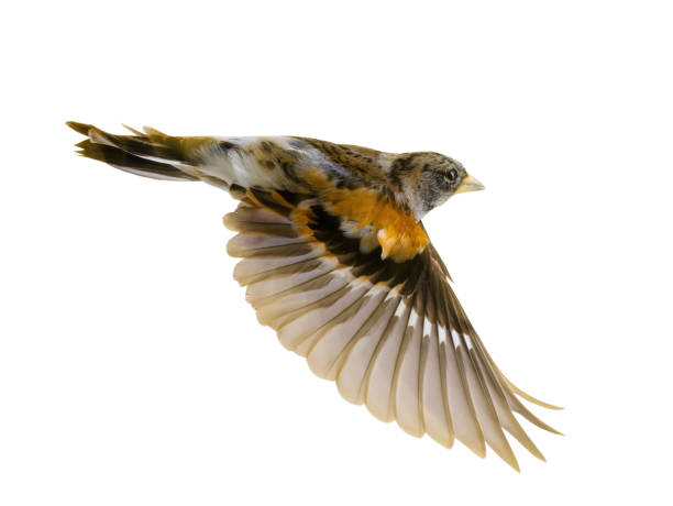 istock Brambling bird in flight isolated on white background. 1272368835