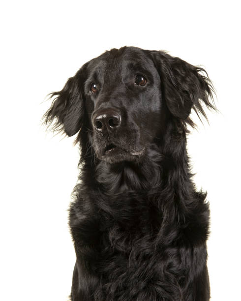 portret czarnego psa retrievera flatcoat patrzącego w górę i na boki na białym tle - flatcoat zdjęcia i obrazy z banku zdjęć