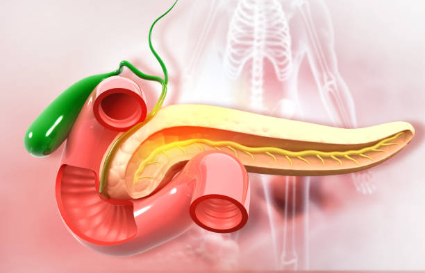 istock Human pancreas anatomy 1272370914