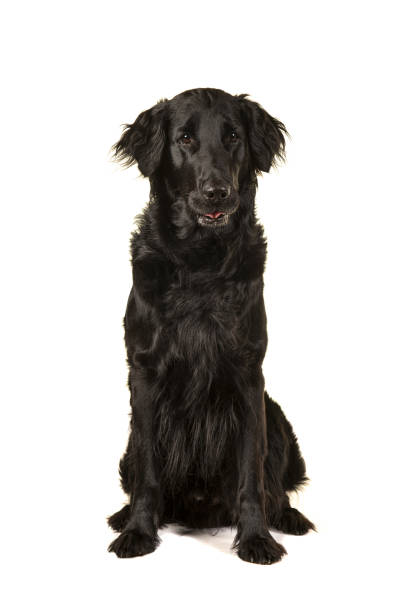 czarny flatcoat retriever pies siedzi odizolowany na białym tle - flatcoat zdjęcia i obrazy z banku zdjęć