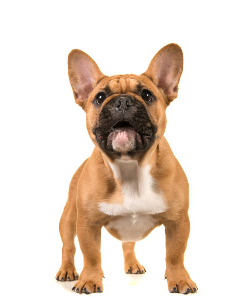 bulldog francese marrone in piedi con la bocca aperta guardando su uno sfondo bianco - dutch bulldog foto e immagini stock