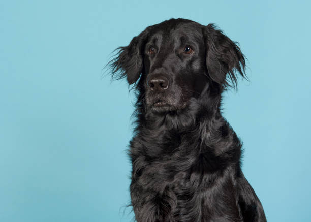 portret czarnego psa retrievera flatcoat patrzącego w lewo na niebieskim tle - flatcoat zdjęcia i obrazy z banku zdjęć