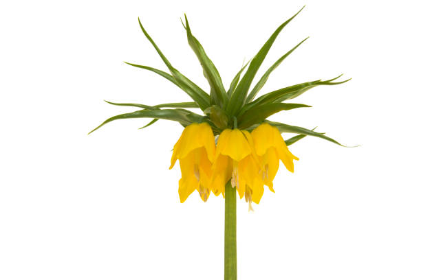 Blooming yellow crown imperial flower head isolated on a white background