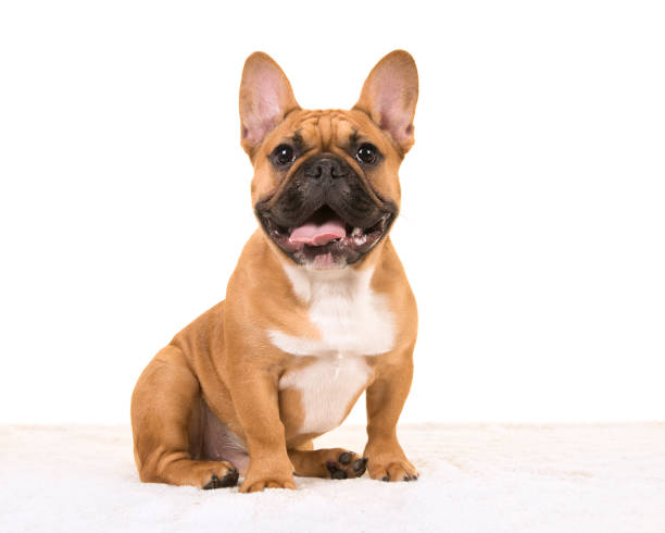 Brown french bulldog sitting on a white fur blanket looking at camera with mouth open smiling on a white background seen from the side Brown french bulldog sitting on a white fur blanket looking at camera with mouth open smiling on a white background seen from the side french bulldog stock pictures, royalty-free photos & images