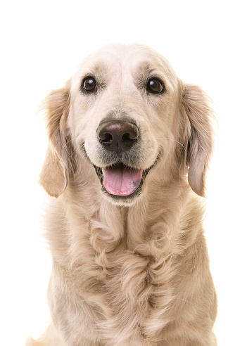 Portrait of a golden retriever isolated on a white background looking at the camera smiling with mouth open