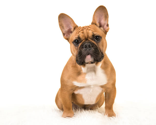 bulldog francese marrone seduto su una coperta di pelliccia bianca che guarda la fotocamera su uno sfondo bianco - dutch bulldog foto e immagini stock