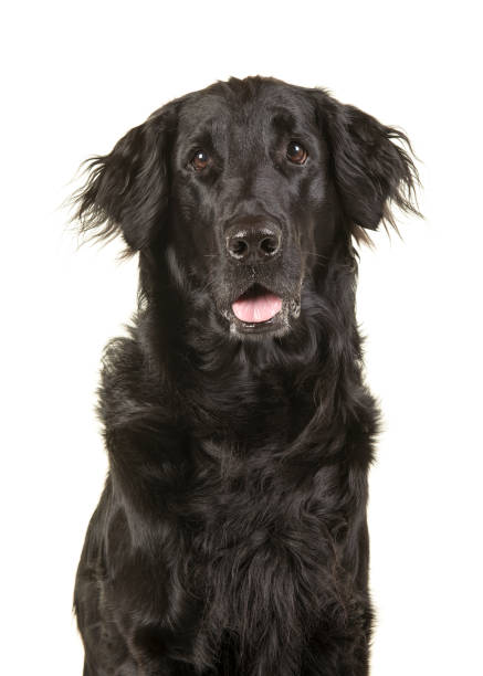 portret czarnego psa do pobierania płaszcza płaskiego izolowanego na białym tle z otwartymi ustami - flatcoat zdjęcia i obrazy z banku zdjęć