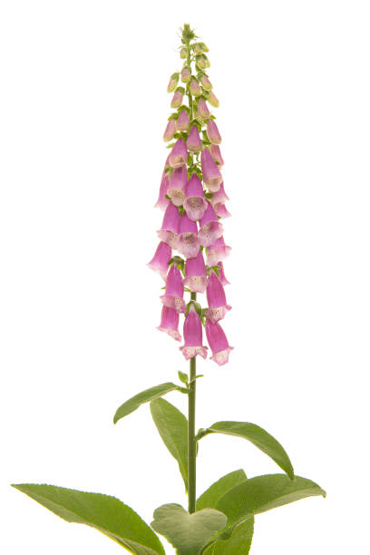istock Pink blooming foxglove flower isolated on a white background 1272372553