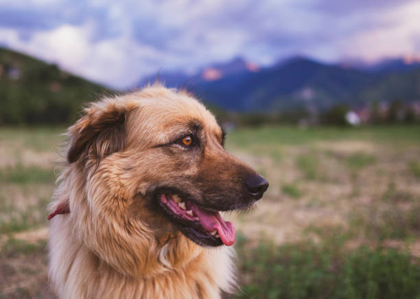 Happy beautiful fluffy beige dog outdoors in summer.