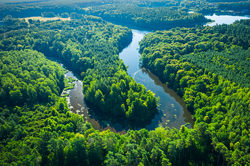 Aerial view of river between green forests at sunrise, Poland