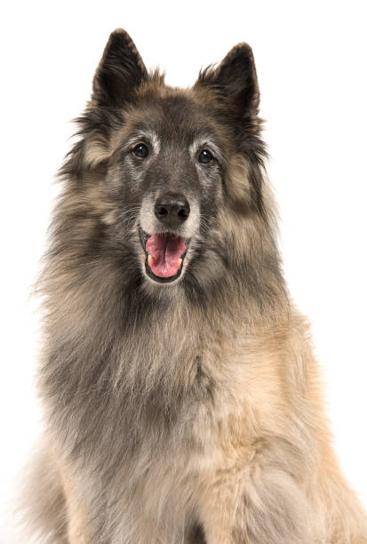 retrato de un perro pastor tervueren mayor sobre un fondo blanco - tervueren fotografías e imágenes de stock