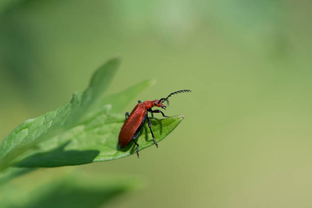 istock Red-headed cardinal beetle in green surrounding 1272374374