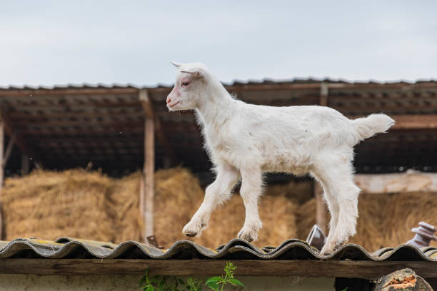 A little white goat outdoors in nature