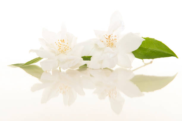 istock Two blooming Jasmine flowers on a white background with its reflection 1272374462