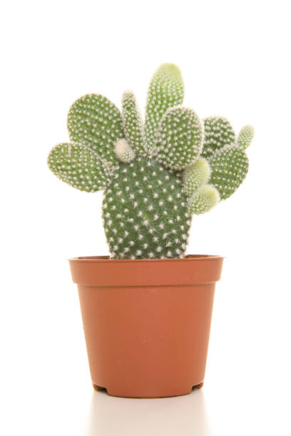 istock Cactus plant in a flowerpot isolated on a white background 1272374629