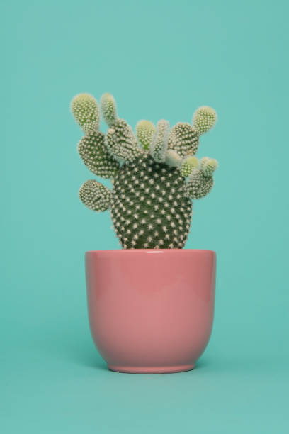 istock Cactus plant in a pink flowerpot on a turquoise blue background 1272374749