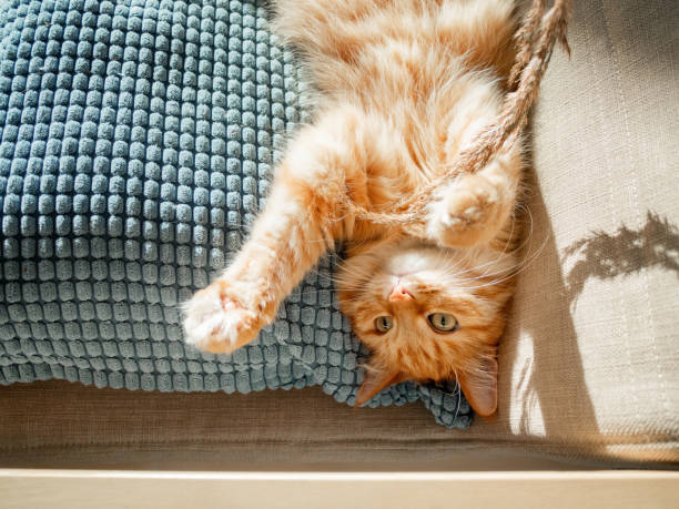 istock Top view on cute ginger cat lying on pillow. Fluffy pet is playing with dried grass. Cozy home lit with sun. 1272374881
