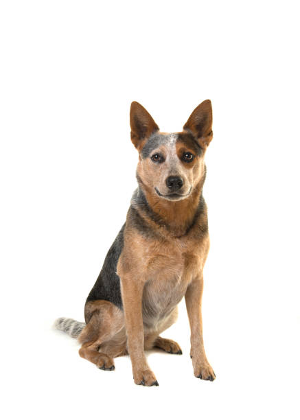 Australian cattle dog sitting looking at the camera isolated on a white background
