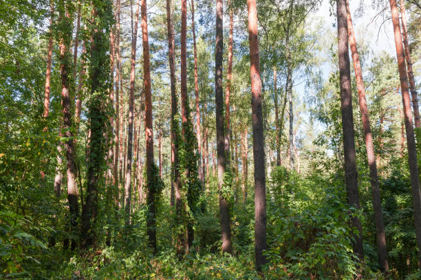 istock Fragment of the mixed deciduous and coniferous forest in summer 1272375734