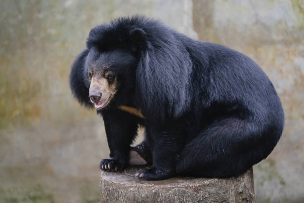 istock close-up black bear siting on rock in zoo park 1272375881