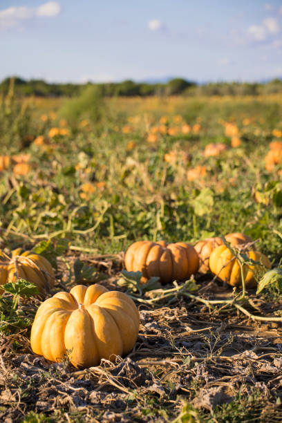 istock Orange pumpkins in field, thanksgiving wallpaper, vertical. 1272376173