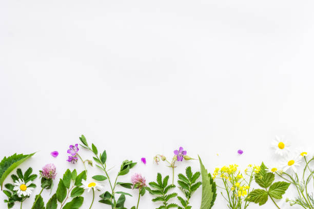 istock Medicine wild herbs and flowers top view 1272378892