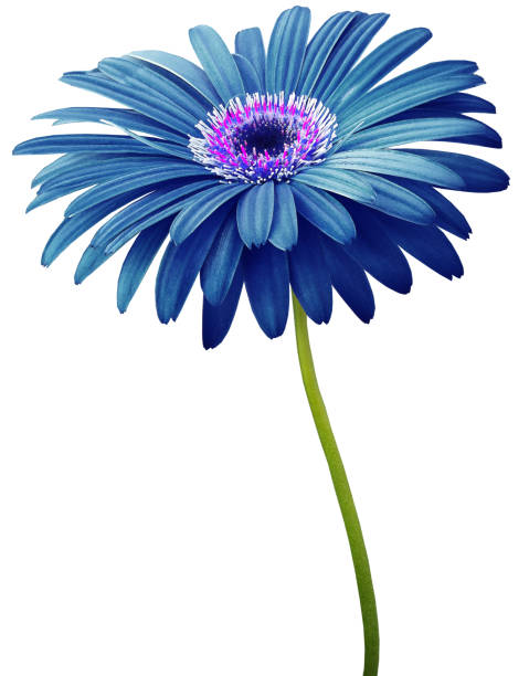 水彩画ガーベラ花ブルー。白い背景に孤立した花は茎ではありません。クリッピングパスを持つ影はありません。デザイン用。自然 - deep focus 写真 ストックフォトと画像