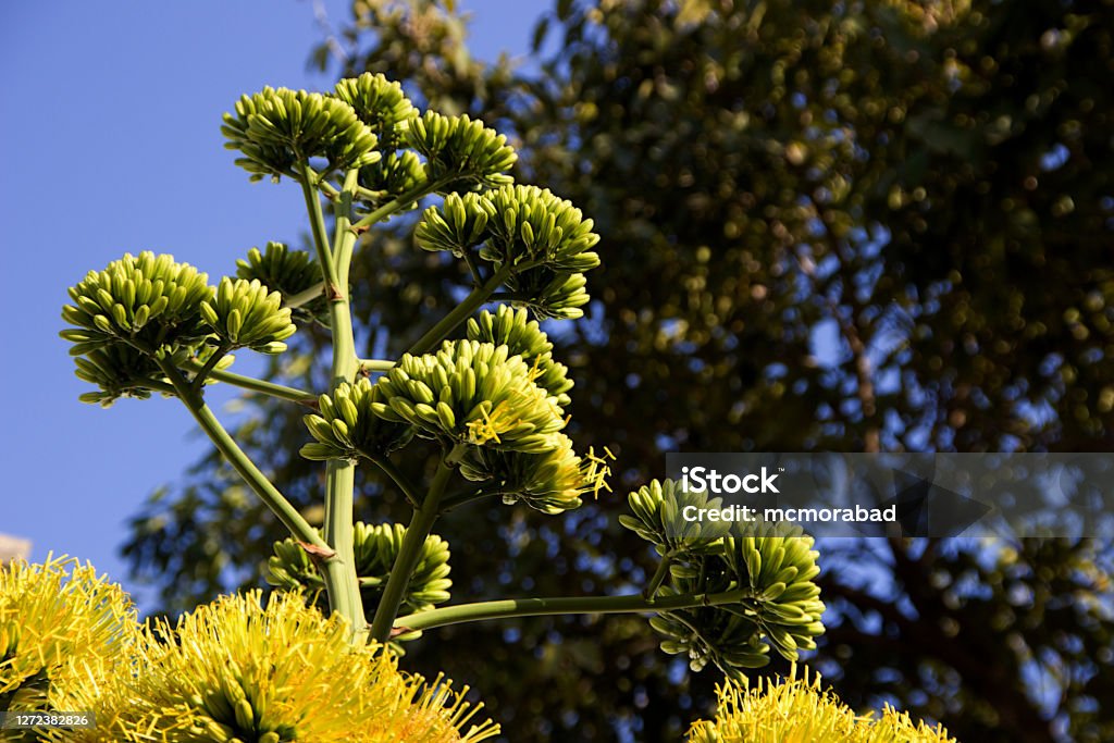 Golden-flower Century Plant View of Golden-flower Century Plant (Agave chrysantha) also called Golder Flowered Agave Color Image Stock Photo