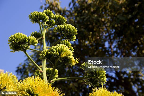 Goldenflower Century Plant Stock Photo - Download Image Now - Color Image, Fiber, Flower