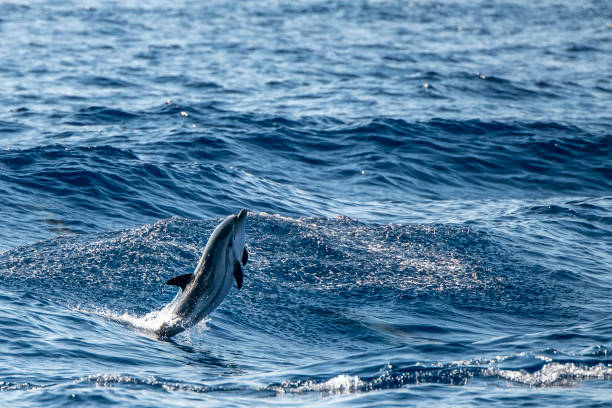 istock baby newborn Dolphin while jumping in the sea at sunset 1272383245