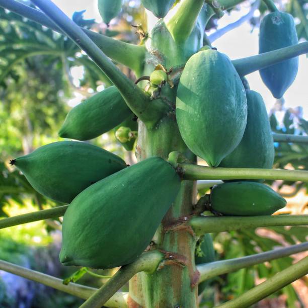 istock Beautiful fresh papayas fruit 1272383852