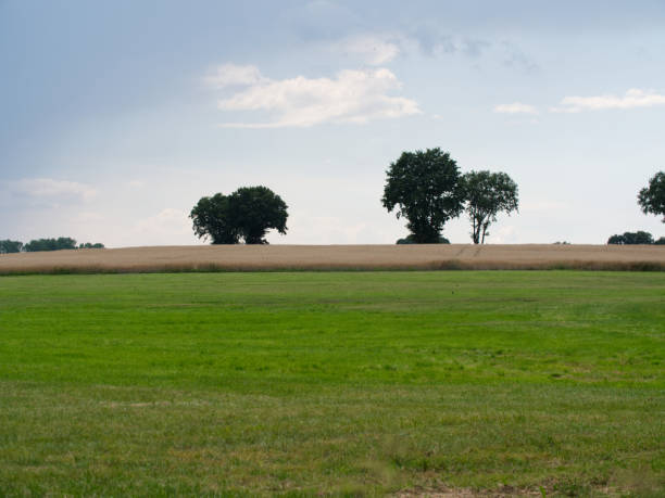 istock Landscape with trees and wheat field at the horizon 1272383867