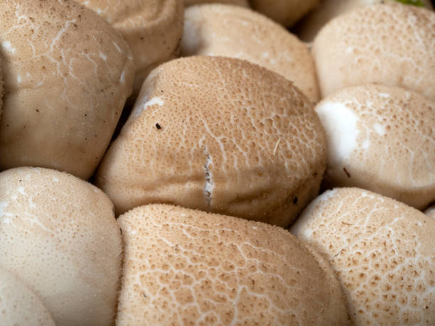 istock Lycoperdon pyriforme mushroom in the forest 1272383979