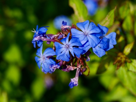 Ceratostigma willmottianum, Chinese plumbago, is a species of flowering plant in the family Plumbaginaceae that is native to western China and Tibet.