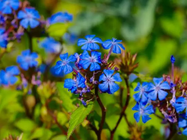 Ceratostigma willmottianum, Chinese plumbago, is a species of flowering plant in the family Plumbaginaceae that is native to western China and Tibet.