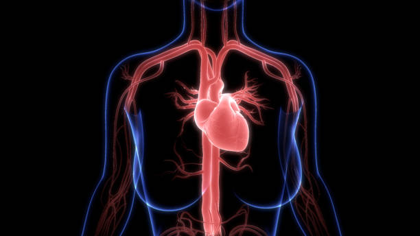 istock Human Circulatory System Heart Anatomy 1272386039