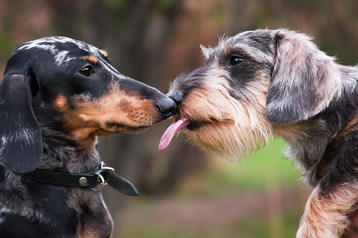 Two dachshunds, wire-haired and marbled, are friends and lick each other, touch their noses, outside, in the hands of the owners