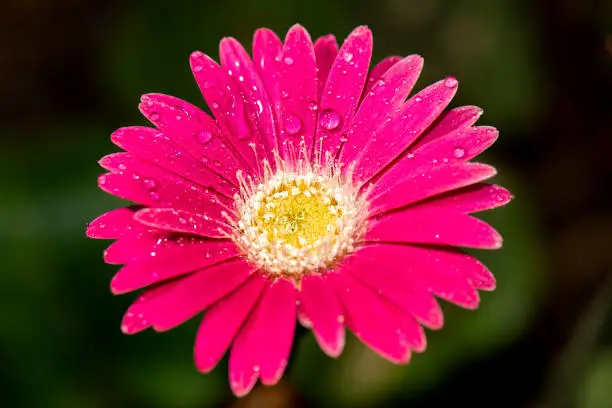 Detailed closeup macro photo of a colourful gerbera flower with water droplets