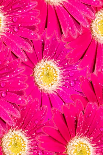 Detailed closeup macro photo of a colourful gerbera flower with water droplets